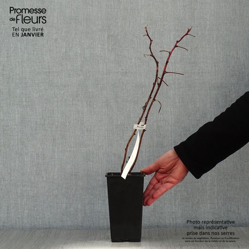 Raspberry Scepter - Rubus idaeus 1L/1.5L pot sample as delivered in winter