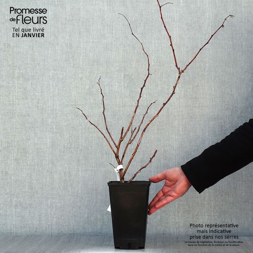 Raspberry&#x20;September&#x20;-&#x20;Rubus&#x20;idaeus&#x20;2L&#x2F;3L&#x20;pot,&#x20;Clump&#x20;sample&#x20;as&#x20;delivered&#x20;in&#x20;winter