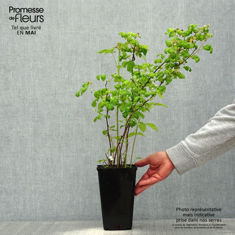 Raspberry September - Rubus idaeus 2L/3L pot, Clump sample as delivered in spring