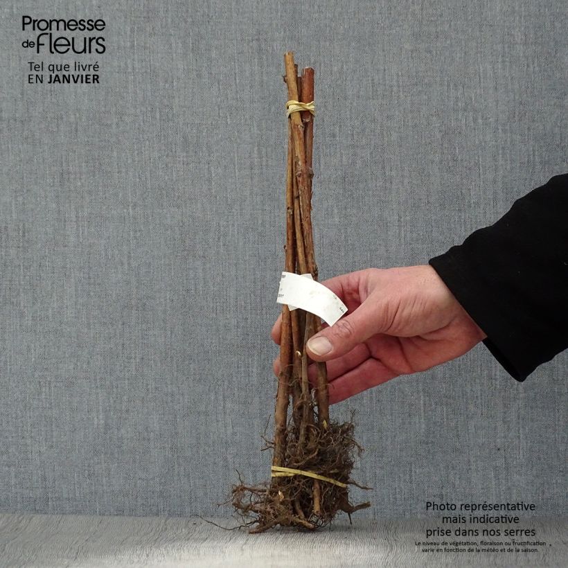 Raspberry September - Rubus idaeus Bare root, Clump sample as delivered in winter