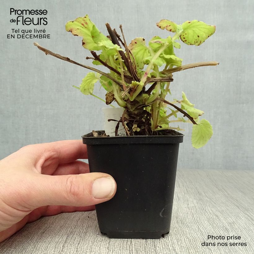 Francoa sonchifolia 8/9 cm pot sample as delivered in winter