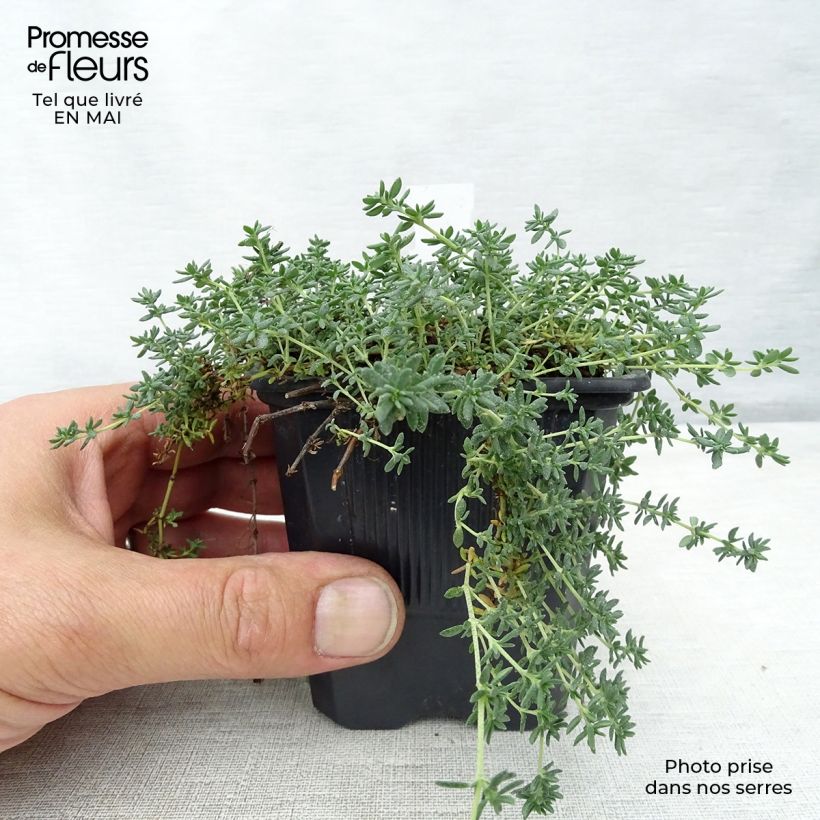 Frankenia laevis 8/9 cm pot sample as delivered in spring