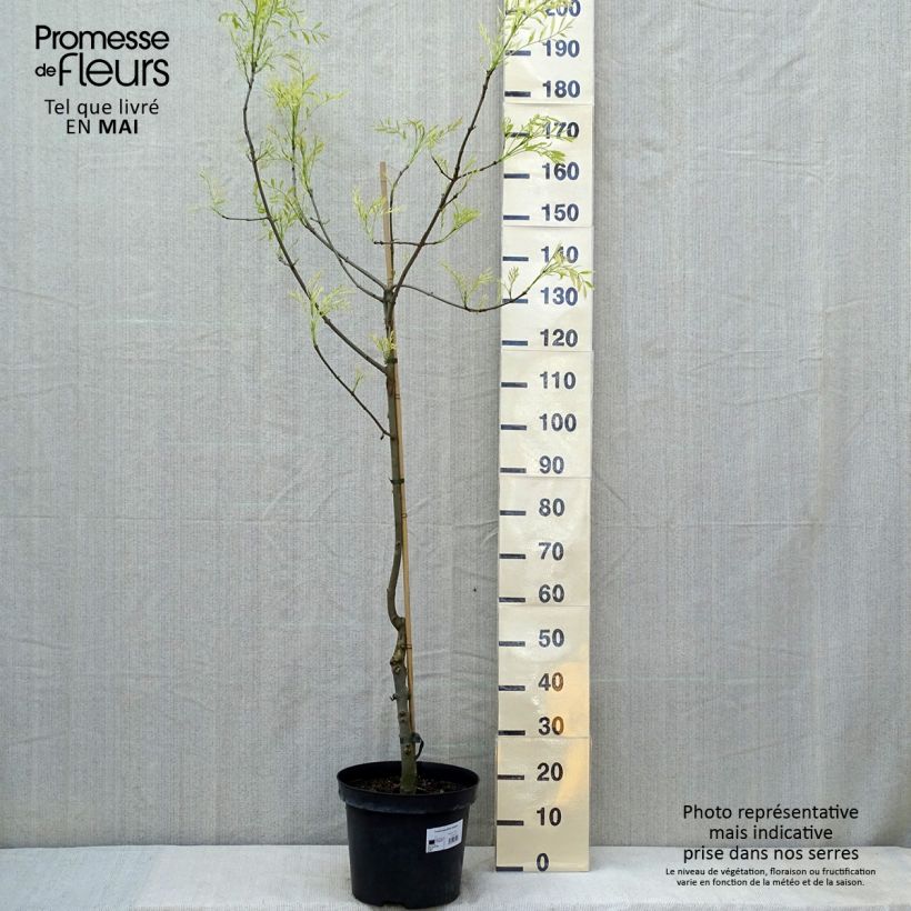 Fraxinus angustifolia Variegata - Ash 7.5L/10L pot sample as delivered in spring