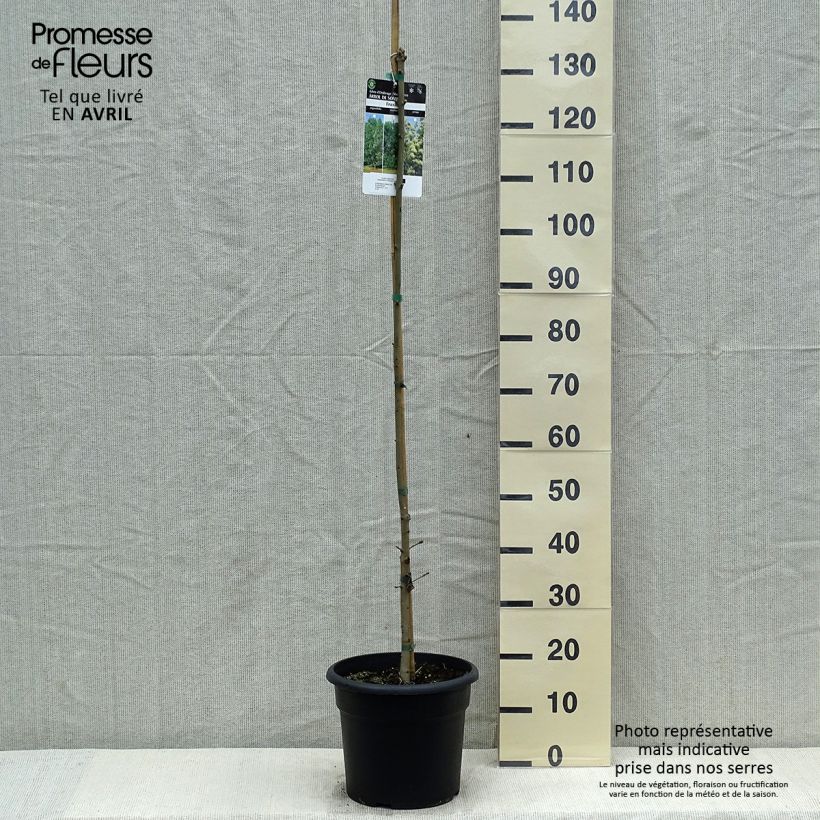 Fraxinus ornus - Manna Ash 7.5L/10L pot sample as delivered in spring