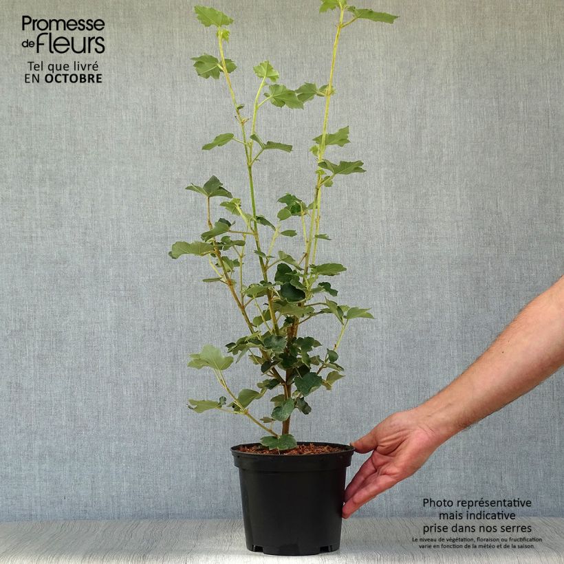 Fremontodendron californicum 2L/3L pot sample as delivered in autumn