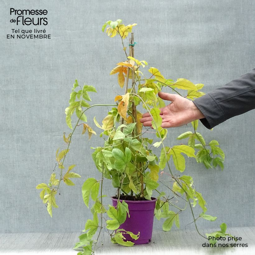 Passiflora edulis 1.5L/2L pot sample as delivered in autumn