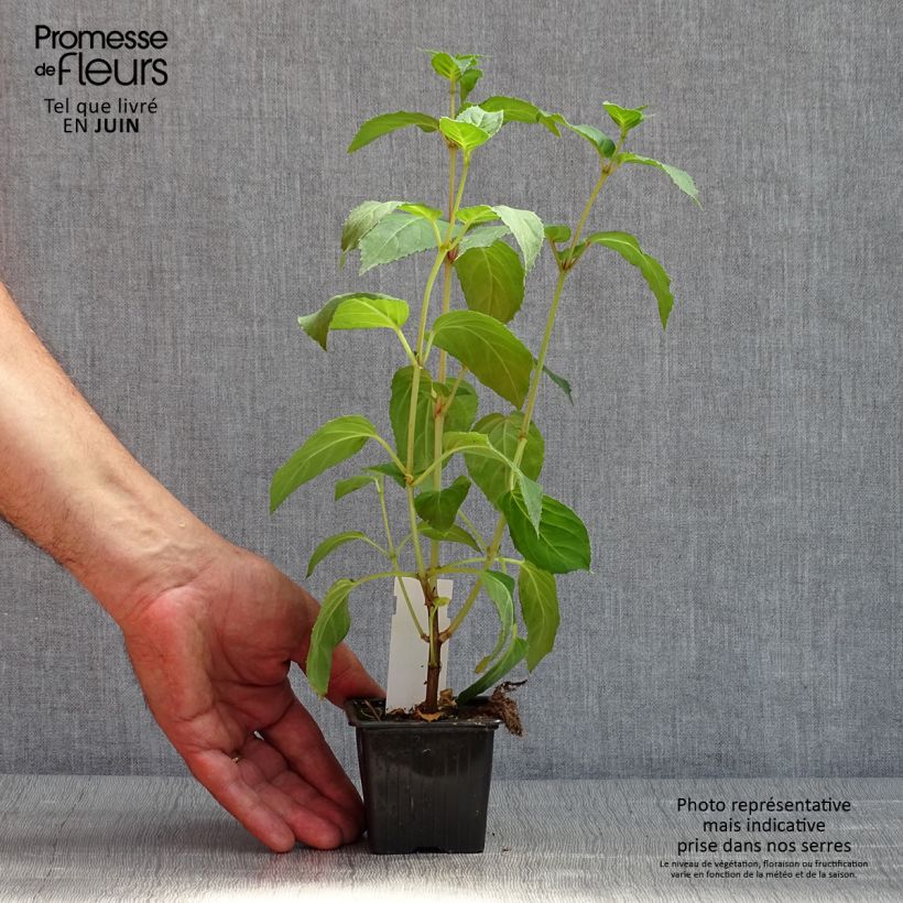 Fuchsia Celia Smedley 8/9 cm pot sample as delivered in spring