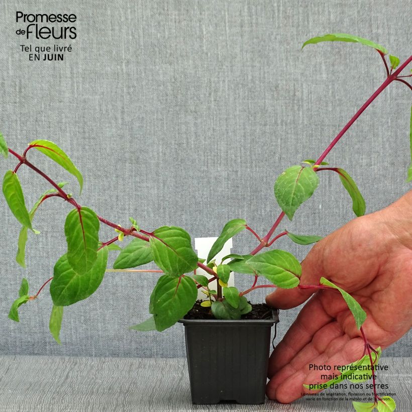 Fuchsia Chantilly 8/9 cm pot sample as delivered in spring