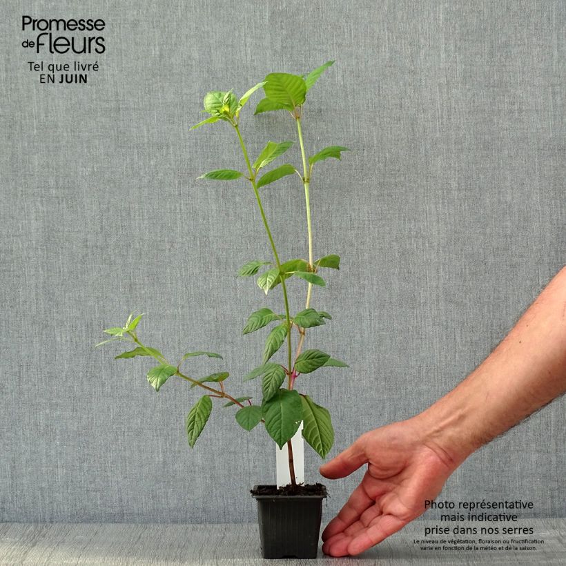 Fuchsia First Success 8/9 cm pot sample as delivered in spring