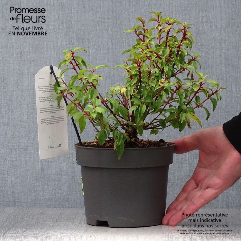 Fuchsia magellanica Genii 2L/3L pot sample as delivered in autumn