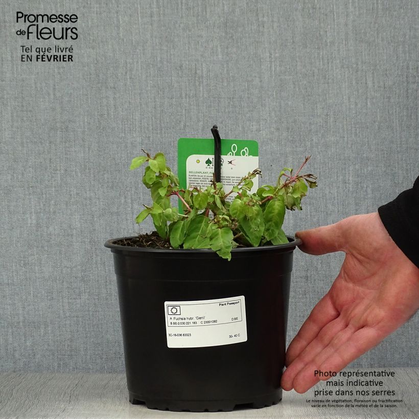 Fuchsia magellanica Genii 2L/3L pot sample as delivered in winter