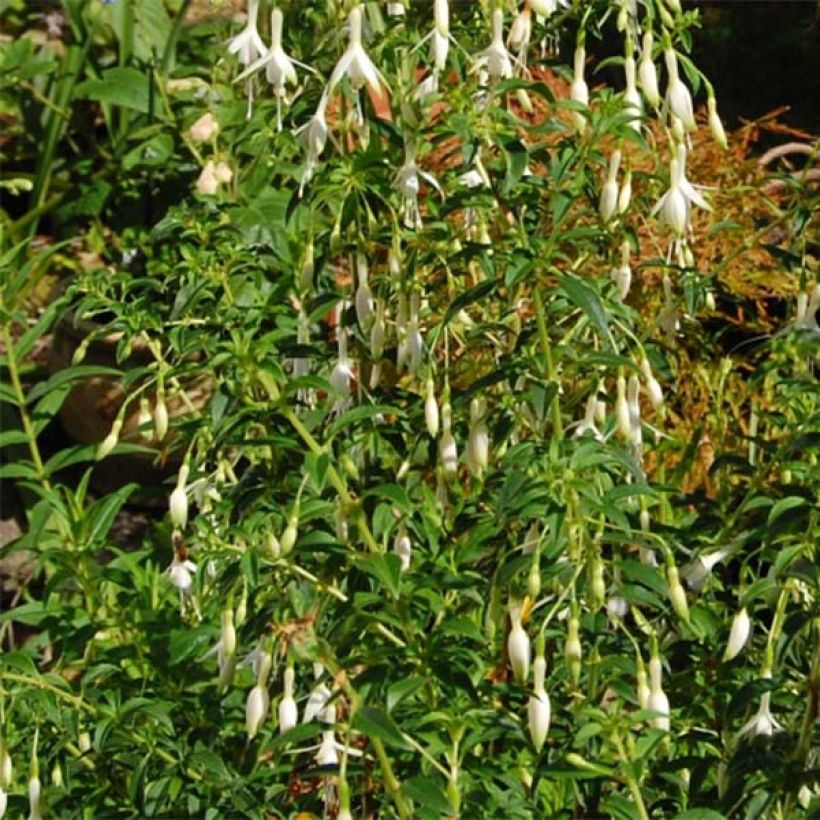 Fuchsia magellanica Hawkshead (Plant habit)