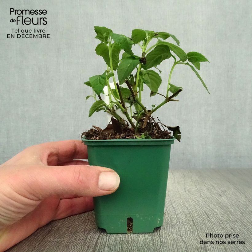 Phygelius aequalis Croftway Yellow Sovereign - Cape Fuchsia 8/9 cm pot sample as delivered in winter