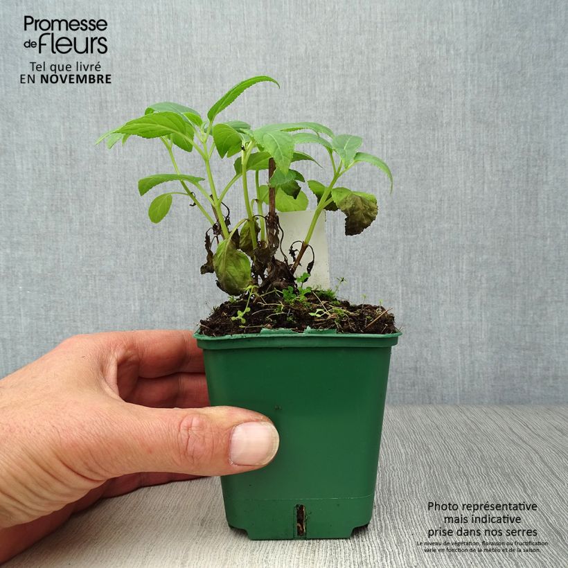 Phygelius aequalis Croftway Yellow Sovereign - Cape Fuchsia 8/9 cm pot sample as delivered in autumn