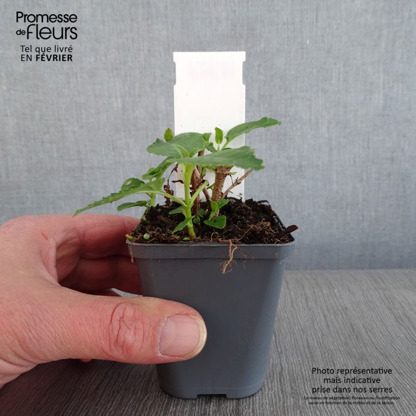 Phygelius aequalis Yellow Trumpet - Cape Fuchsia 8/9 cm pot sample as delivered in winter