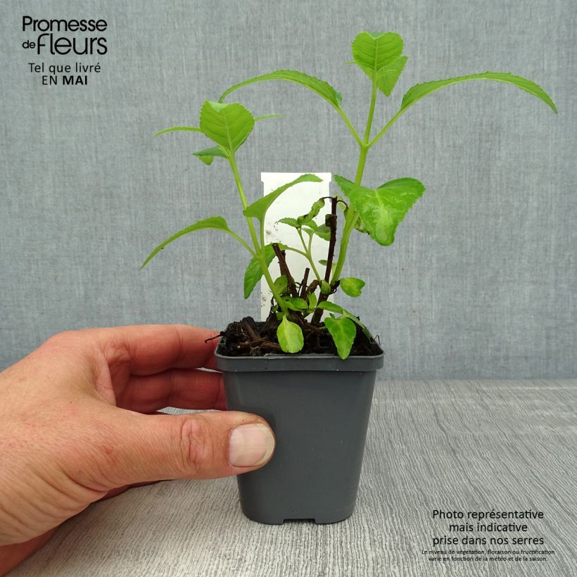 Phygelius aequalis Yellow Trumpet - Cape Fuchsia 8/9 cm pot sample as delivered in spring