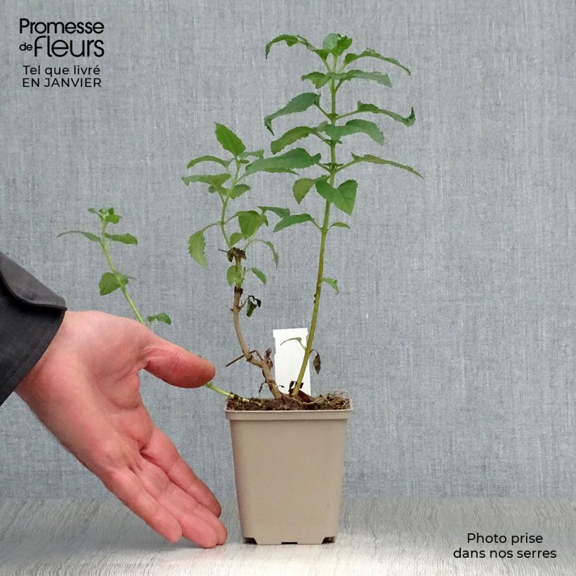 Phygelius Moonraker - Cape Fuchsia 8/9 cm pot sample as delivered in winter