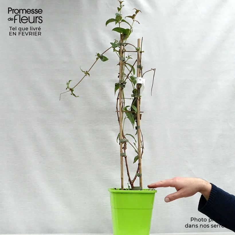 Fuchsia Lady Boothby 3L/4L pot sample as delivered in winter