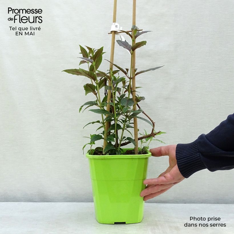 Fuchsia Lady Boothby 3L/4L pot sample as delivered in spring