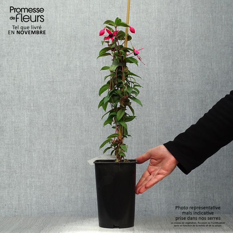 Fuchsia Lady Boothby 3L/4L pot sample as delivered in autumn