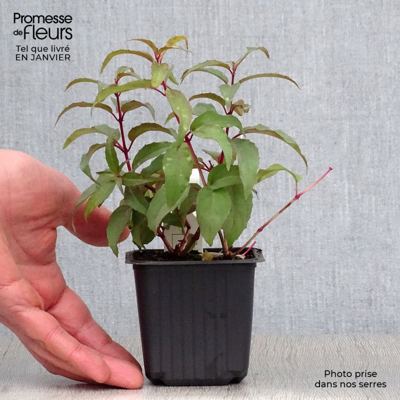 Fuchsia magellanica Riccartonii 8/9 cm pot sample as delivered in winter