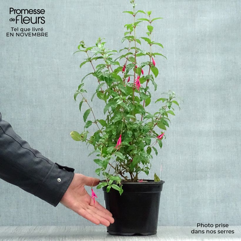 Fuchsia magellanica Riccartonii 2L/3L pot sample as delivered in autumn