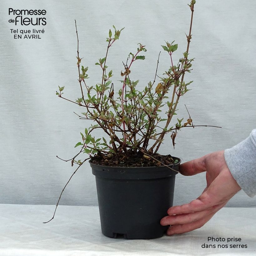 Fuchsia magellanica Riccartonii 2L/3L pot sample as delivered in spring