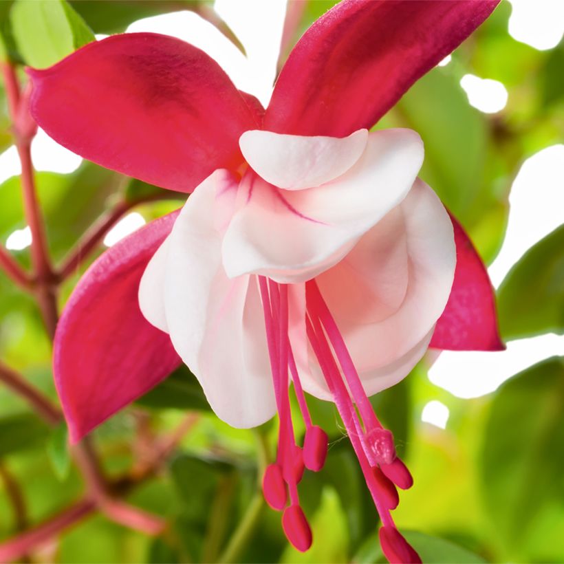 Fuchsia Snowcap (Flowering)