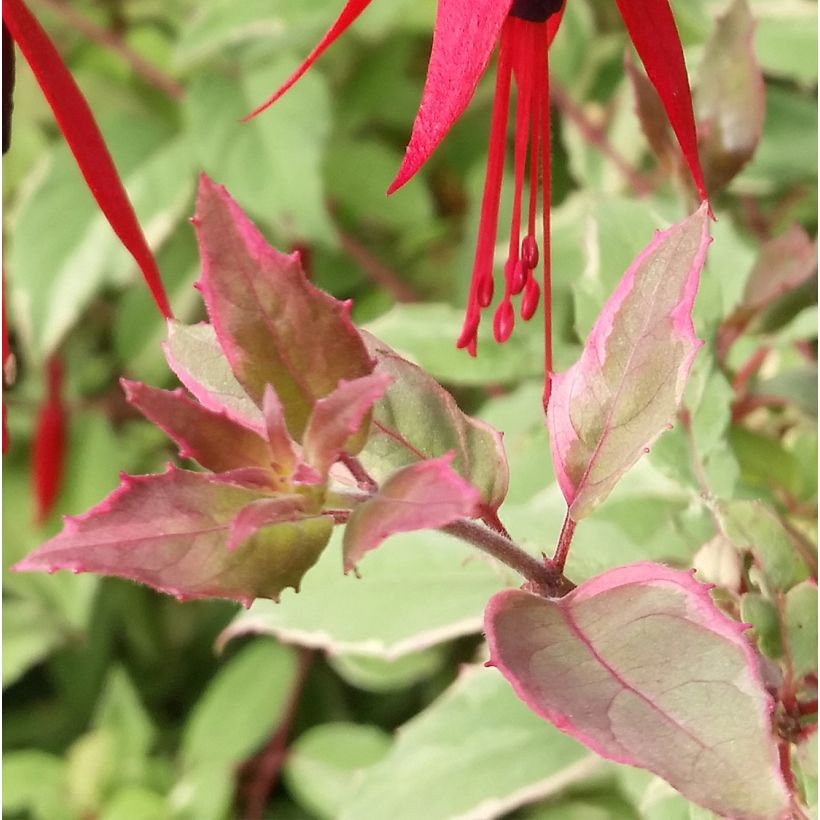 Fuchsia magellanica Tricolorii (Foliage)