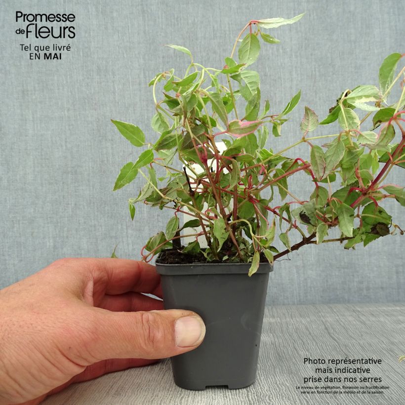 Fuchsia magellanica Versicolor 7/8 cm pot sample as delivered in spring
