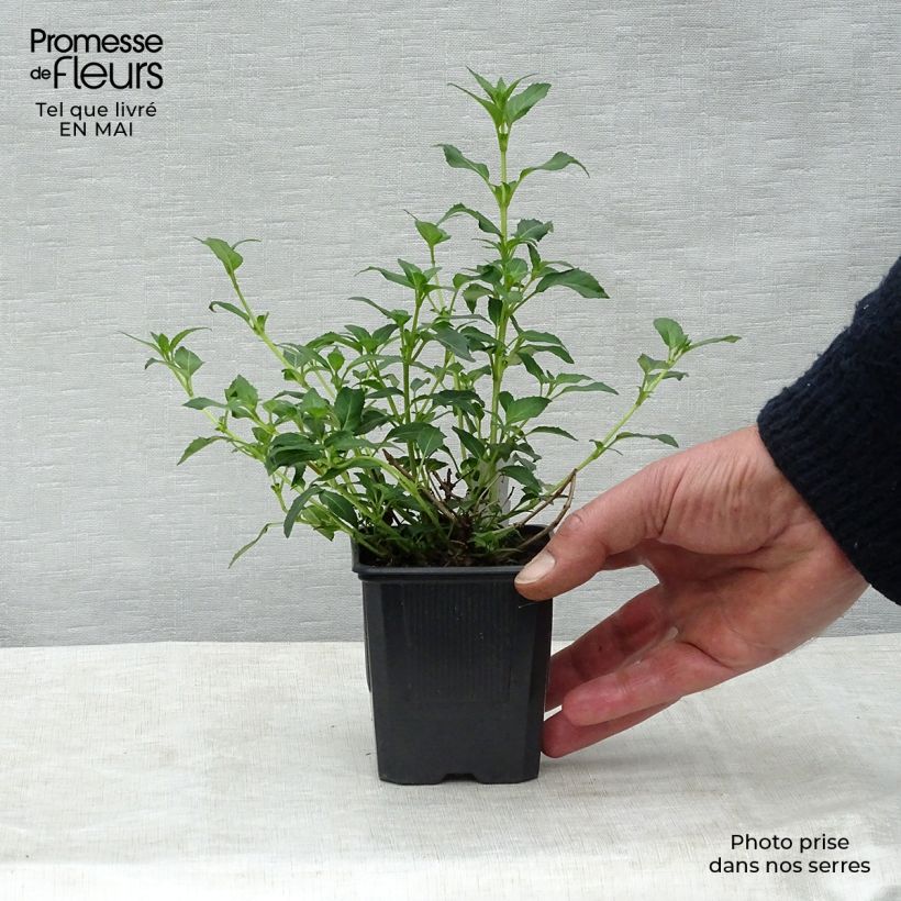 Fuchsia magellanica var. molinae 8/9 cm pot sample as delivered in spring