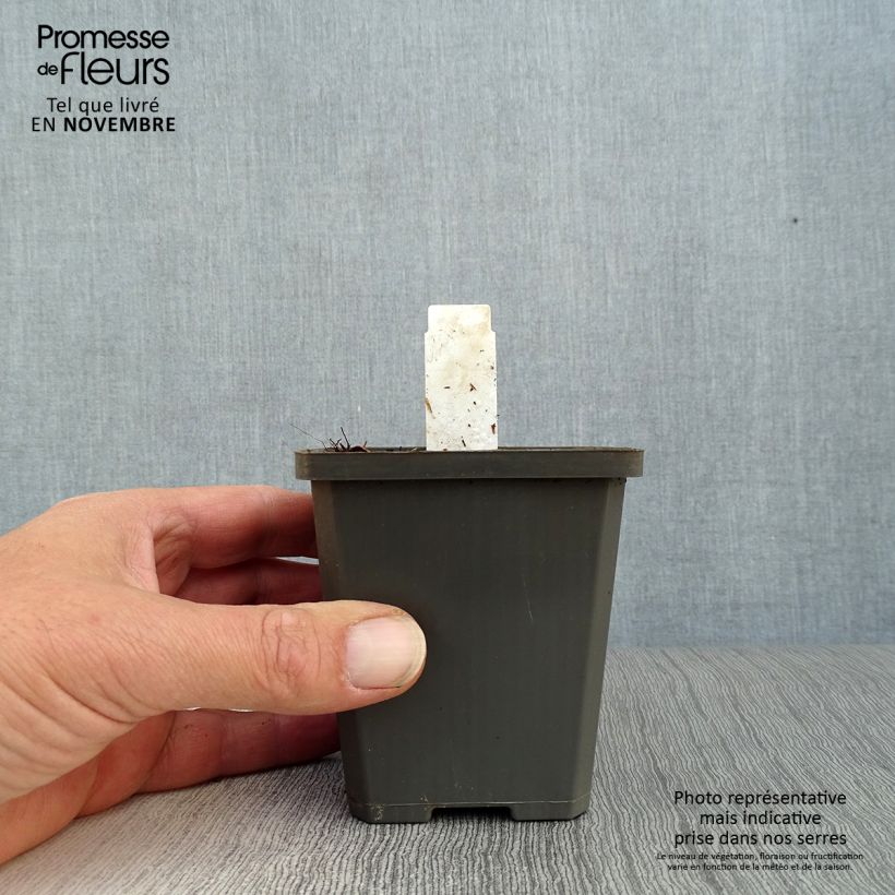 Fuchsia magellanica var. molinae 8/9 cm pot sample as delivered in autumn