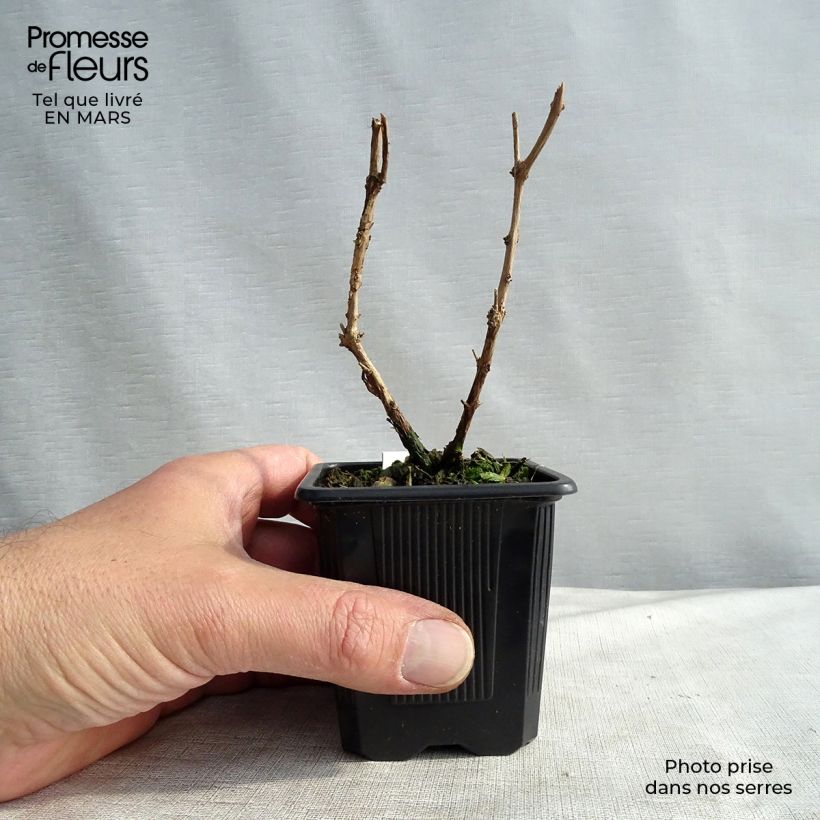 Fuchsia magellanica var. gracilis 8/9 cm pot sample as delivered in spring