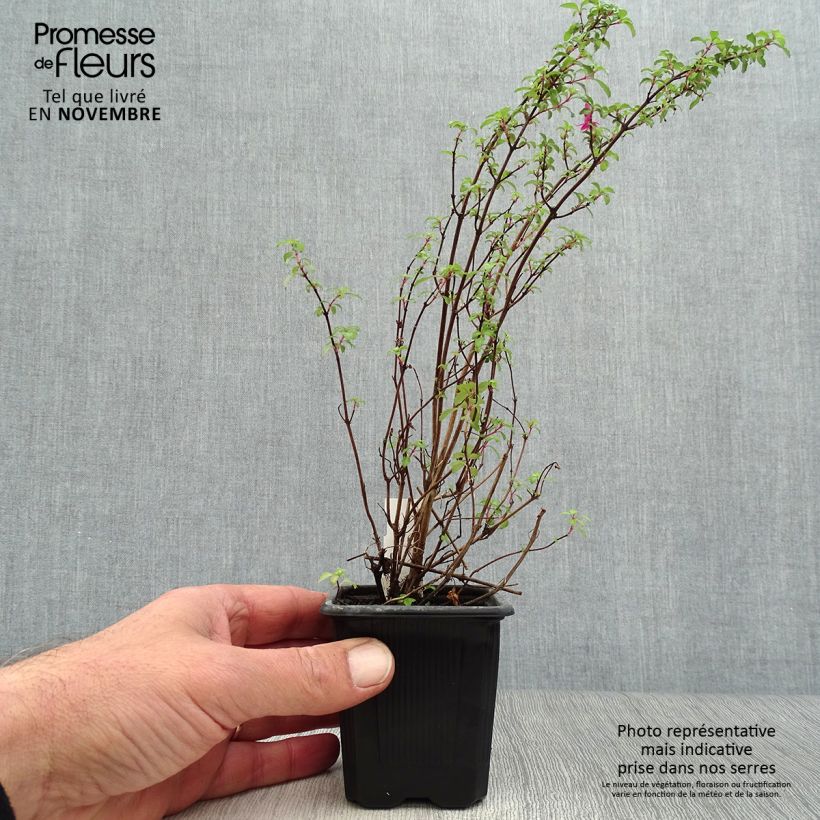 Fuchsia microphylla subsp. microphylla 8/9 cm pot sample as delivered in autumn