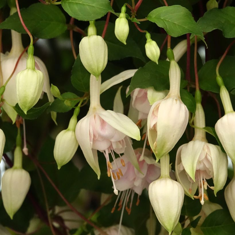 Fuchsia x hybrida Pink Marshmallow - Fuchsia hybride (Flowering)