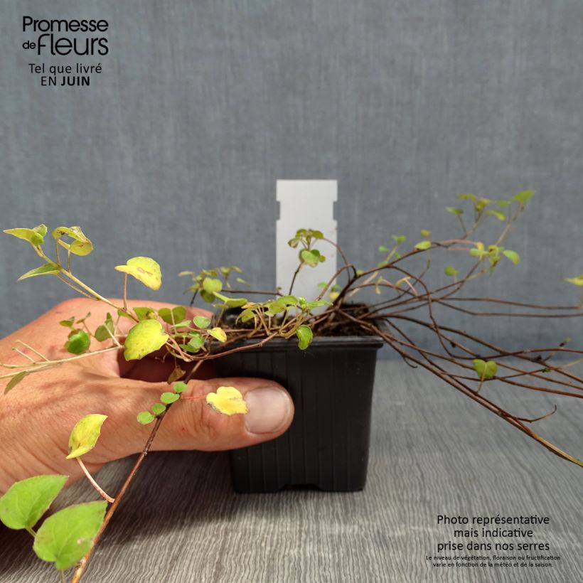 Fuchsia procumbens 8/9 cm pot sample as delivered in spring