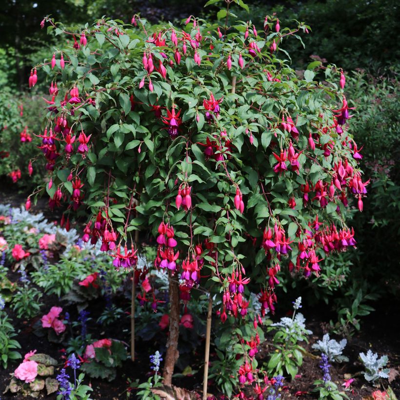 Fuchsia x regia Regal (Plant habit)