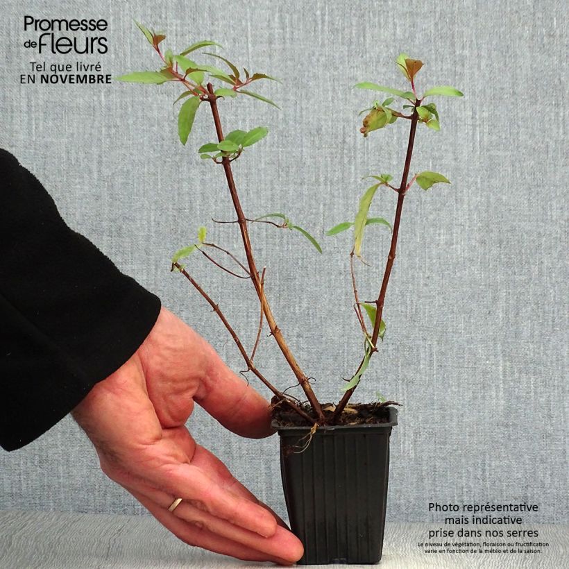 Fuchsia regia Reitzii 7/8 cm pot sample as delivered in autumn