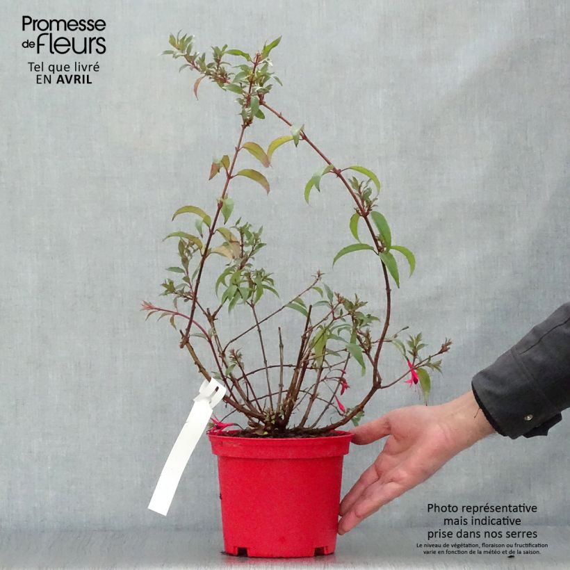 Fuchsia regia Reitzii 2L/3L pot sample as delivered in spring