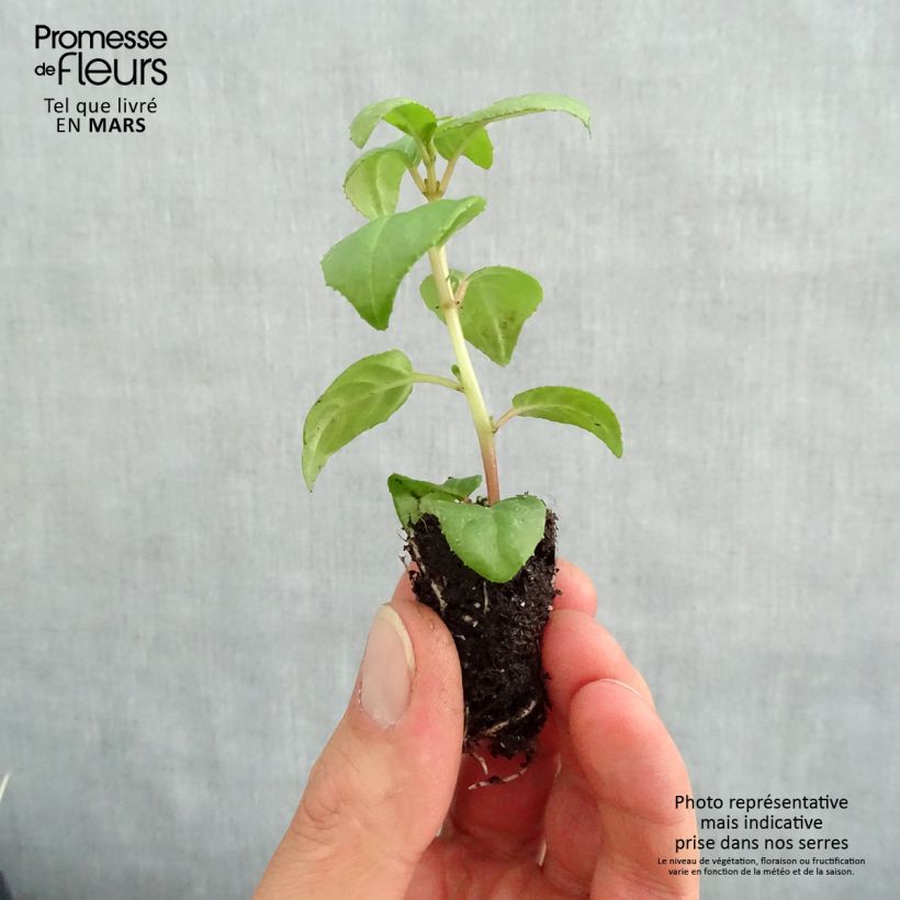 Garden Fuchsia, Hybrid Fuchsia Plug plant 1.5/2.5 cm sample as delivered in spring