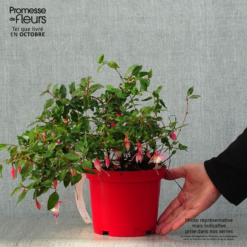 Fuchsia hybrida Alice Hoffman 2L/3L pot sample as delivered in autumn