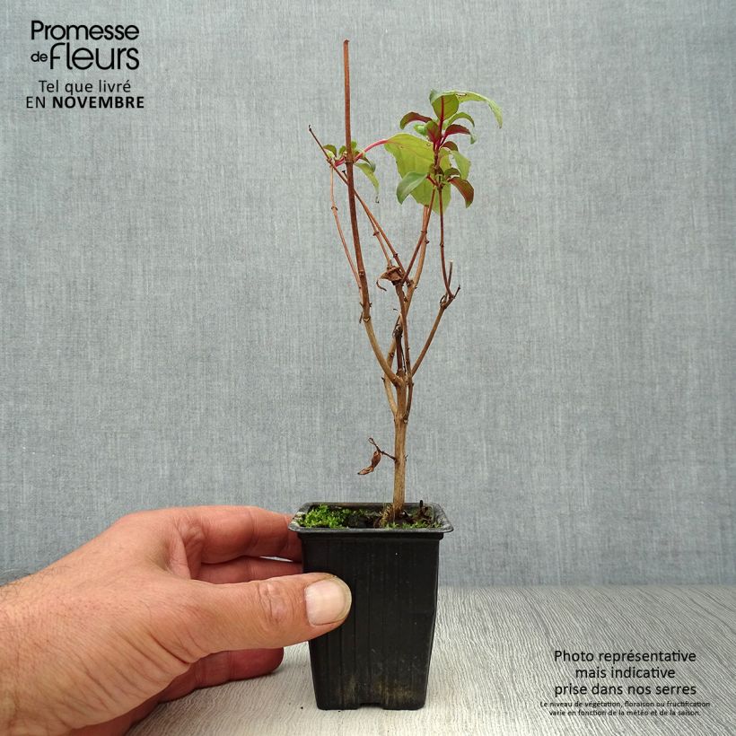 Fuchsia Blue Sarah 7/8 cm pot sample as delivered in autumn