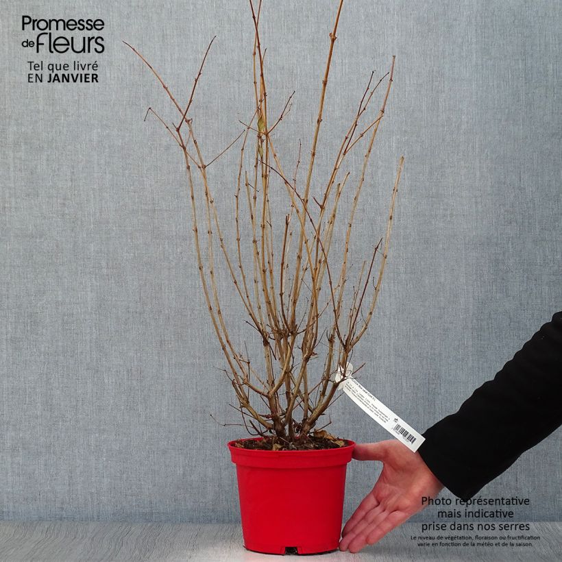 Fuchsia Blue Sarah 2L/3L pot sample as delivered in winter