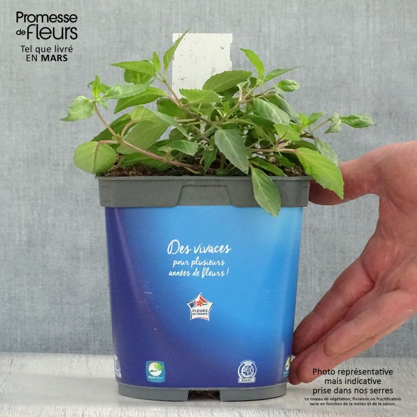 Fuchsia Blue Sarah 2L/3L pot sample as delivered in spring