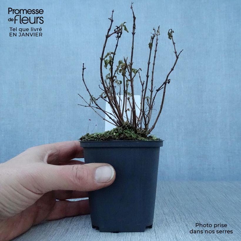 Fuchsia venusta Lady Thumb 8/9 cm pot sample as delivered in winter