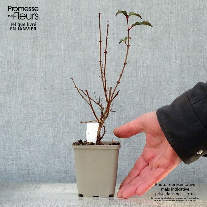 Fuchsia Madame Cornelissen 7/8 cm pot sample as delivered in winter