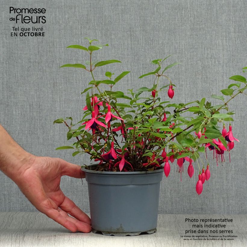 Fuchsia Mrs Popple 2L/3L pot sample as delivered in autumn