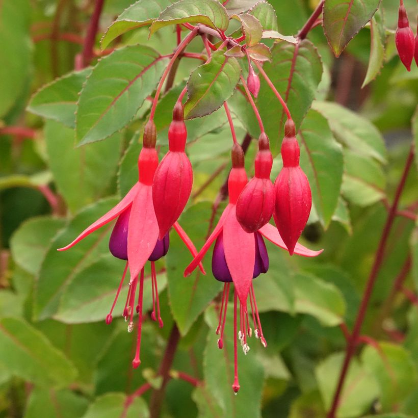Fuchsia Mrs Popple (Flowering)