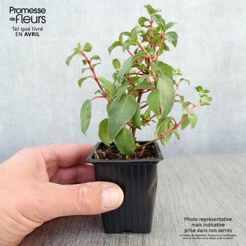 Fuchsia Princess Dollar 7/8 cm pot sample as delivered in spring