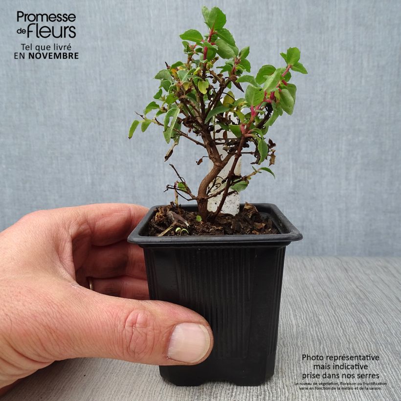 Fuchsia venusta Tom Thumb 8/9 cm pot sample as delivered in autumn